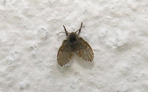 Adulto de mosca de los urinarios, insecto muy comÃºn en aseos y baÃ±os.